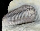 Huge Flexicalymene Trilobite From Ohio #11468-2